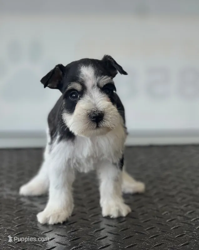 Puppy 9 – Miniature Schnauzer puppy for sale in Brookville, IN