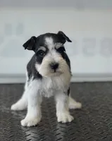 Puppy 9, a male Miniature Schnauzer for sale in Brookville, IN – 1 of 3