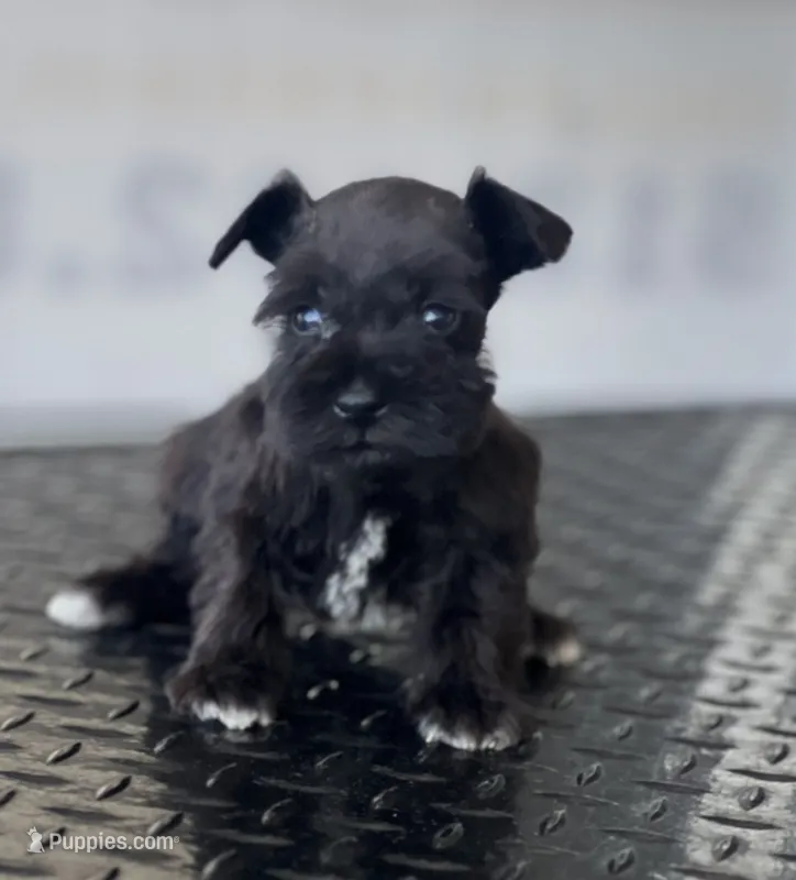 schnauzer 3 – Miniature Schnauzer puppy for sale in Brookville, IN