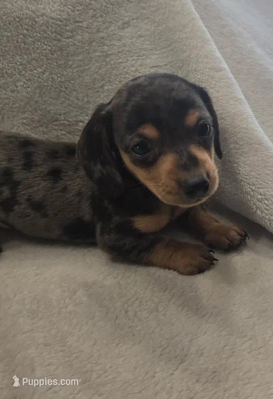 Dachshund male 2 – Miniature Dachshund puppy for sale in Brookville, IN