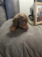 Dachshund male, a male Miniature Dachshund for sale in Brookville, IN – Photo 6 of 6