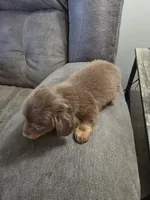 Dachshund male, a male Miniature Dachshund for sale in Brookville, IN – Photo 3 of 6