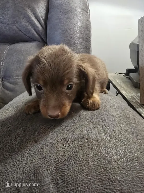 Dachshund male – Miniature Dachshund puppy for sale in Brookville, IN