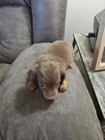 Dachshund male, a male Miniature Dachshund for sale in Brookville, IN – Photo 5 of 6