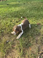 Beagle boy, a male Beagle for sale in Brookville, IN – 6 of 9