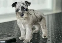 schnauzer 7, a female Miniature Schnauzer for sale in Brookville, IN – 3 of 3