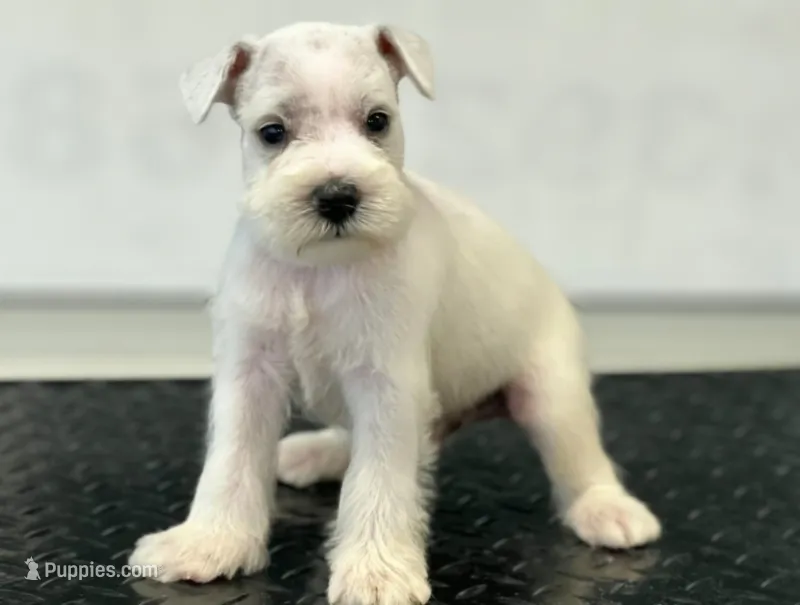 Schnauzer 5 – Miniature Schnauzer puppy for sale in Brookville, IN
