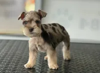 schnauzer 5, a male Miniature Schnauzer for sale in Brookville, IN – 3 of 3