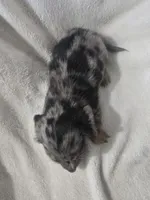 dachshund female , a female Miniature Dachshund for sale in Brookville, IN – 4 of 7