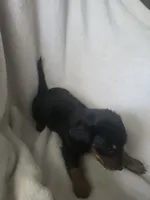 Dachshund 2, a female Miniature Dachshund for sale in Brookville, IN – 3 of 3