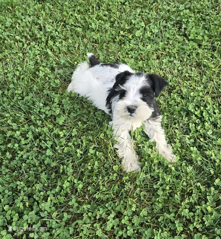 schnauzer 5 – Miniature Schnauzer puppy for sale in Brookville, IN