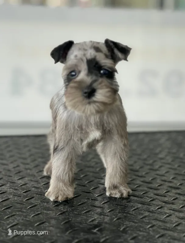 schnauzer 7 – Miniature Schnauzer puppy for sale in Brookville, IN