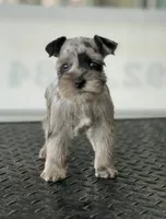schnauzer 7, a female Miniature Schnauzer for sale in Brookville, IN – 1 of 3
