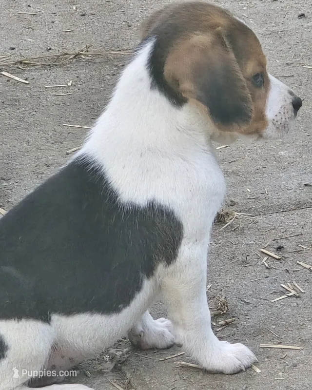 Beagle male 2 – Beagle puppy for sale in Brookville, IN