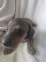 dachshund 3, a female Miniature Dachshund for sale in Brookville, IN – 5 of 5