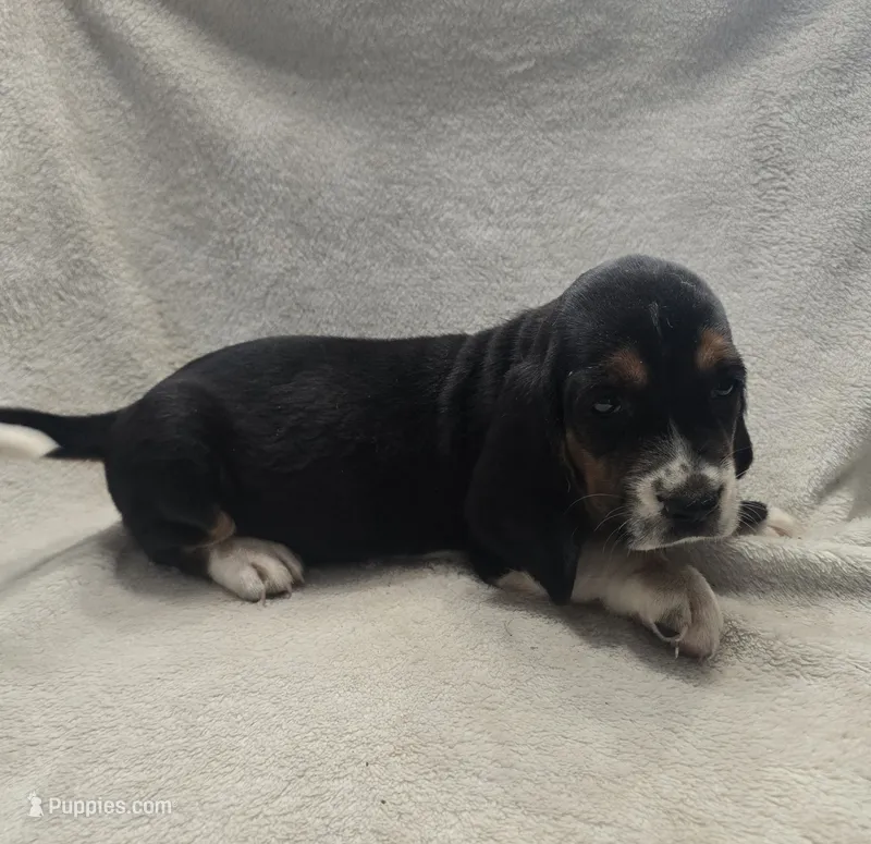 Basset 1 – Basset Hound puppy for sale in Brookville, IN