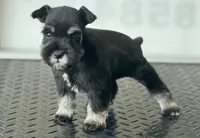 schnauzer 2, a female Miniature Schnauzer for sale in Brookville, IN – 3 of 3
