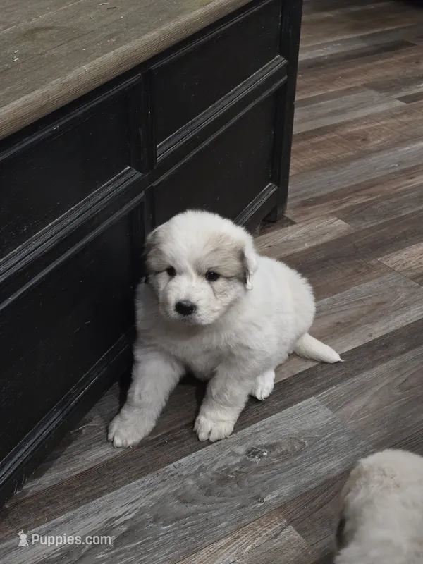 Pup 2 – Great Pyrenees puppy for sale in Brookville, IN
