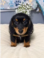 Rowdy , a male Miniature Dachshund for sale in Brookville, IN – 3 of 4