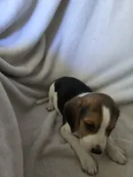 Beagle male 2, a male Beagle for sale in Brookville, IN – 5 of 6