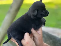 Chi female, a female Chihuahua for sale in Brookville, IN – 3 of 3