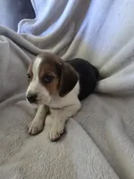 Beagle male 2, a male Beagle for sale in Brookville, IN – 2 of 6