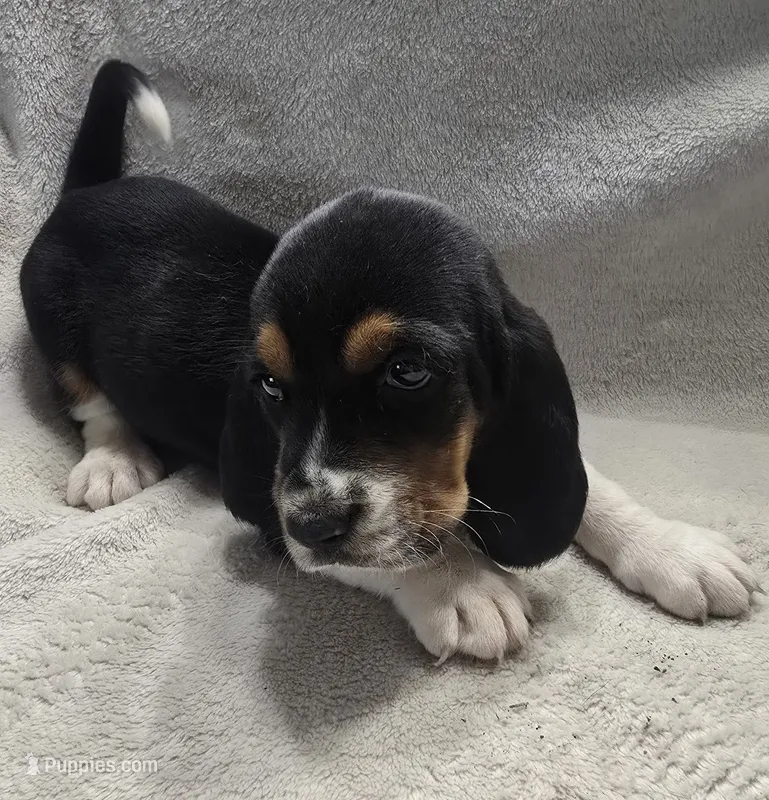 Basset 2 – Basset Hound puppy for sale in Brookville, IN