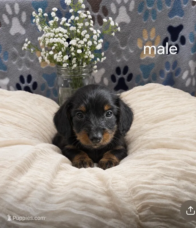 dachshund 2 – Miniature Dachshund puppy for sale in Brookville, IN