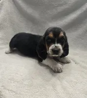 basset 5, a male Basset Hound for sale in Brookville, IN – 1 of 5