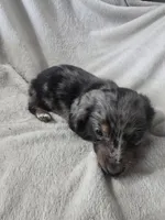 dachshund female , a female Miniature Dachshund for sale in Brookville, IN – 3 of 7