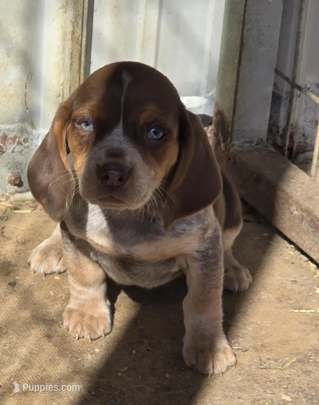 Female 1 – Beagle puppy for sale in Brookville, IN