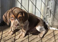 Female 1, a female Beagle for sale in Brookville, IN – Photo 3 of 6