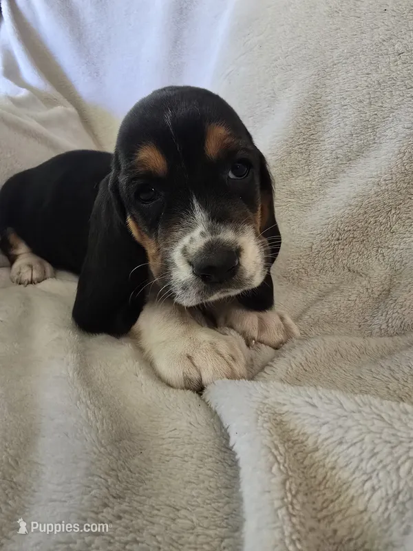Basset 6 – Basset Hound puppy for sale in Brookville, IN