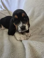 Basset 6, a female Basset Hound for sale in Brookville, IN – 1 of 5