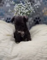 schnauzer 1, a male Miniature Schnauzer for sale in Brookville, IN – 2 of 3