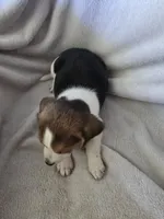 Beagle male 2, a male Beagle for sale in Brookville, IN – 3 of 6