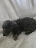 dachshund male, a male Miniature Dachshund for sale in Brookville, IN – 4 of 8