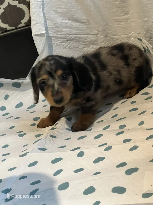 Ginger – Miniature Dachshund puppy for sale in Brookville, IN
