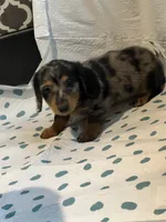 Ginger, a female Miniature Dachshund for sale in Brookville, IN – 1 of 3