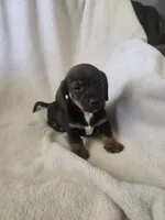Doxie 2, a male Miniature Dachshund for sale in Brookville, IN – 5 of 5