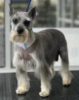 schnauzer 2, a male Miniature Schnauzer for sale in Brookville, IN – Photo 3 of 3