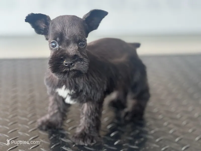 schnauzer 2