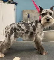 schnauzer 2, a male Miniature Schnauzer for sale in Brookville, IN – Photo 2 of 3