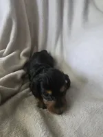 Dachshund 5, a male Miniature Dachshund for sale in Brookville, IN – 3 of 4