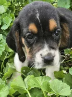 Basset 4, a female Basset Hound for sale in Brookville, IN – 1 of 6