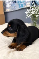 Rowdy , a male Miniature Dachshund for sale in Brookville, IN – 2 of 4