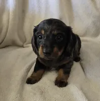 Doxie 1, a female Miniature Dachshund for sale in Brookville, IN – 2 of 5