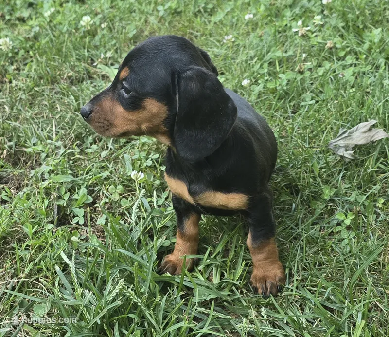 Dachshund 2 – Miniature Dachshund puppy for sale in Brookville, IN