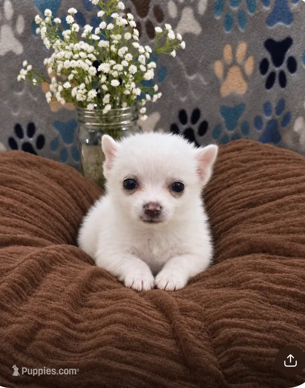 Jack – Pomeranian puppy for sale in Brookville, IN