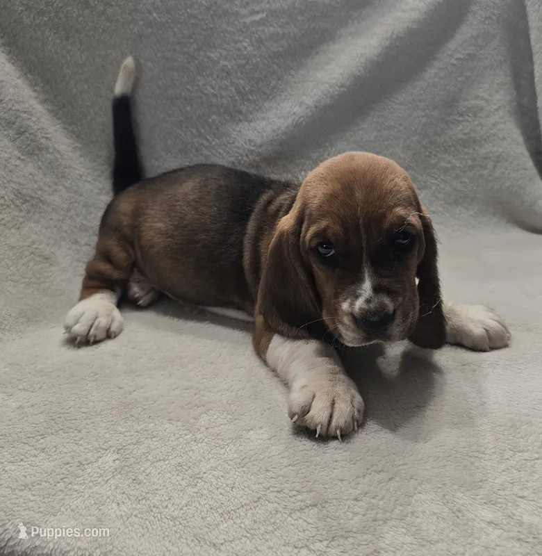 basset 3 – Basset Hound puppy for sale in Brookville, IN